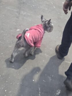 Manteau pour chien avec logo Astuce